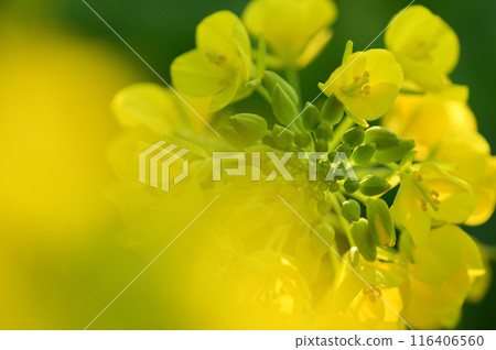 Close-up of rape blossoms that herald the arrival of spring Close-up of rape blossoms that herald the arrival of spring 116406560