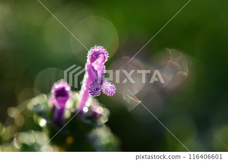A close-up of pink amplexicaule flowers shining with morning dew A close-up of pink amplexicaule flowers shining with morning dew 116406601