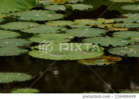 Lotus leaves, early July 116406649