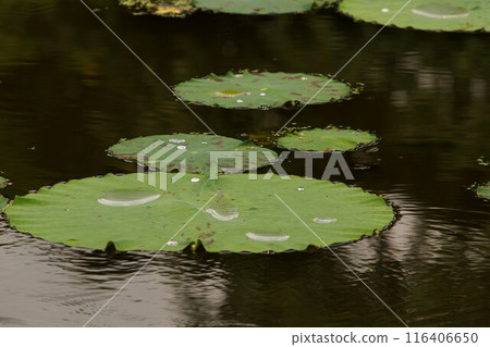 Lotus leaves, early July Lotus leaves, early July 116406650