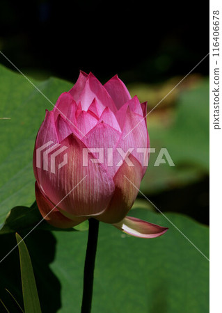 Lotus flowers about to bloom in early July 116406678