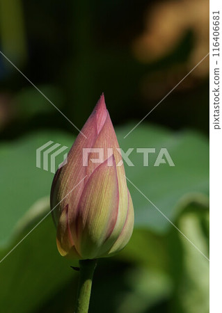 七月初的荷花 116406681