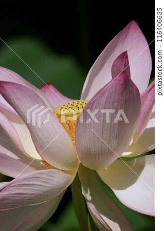 Lotus flowers early July 116406685