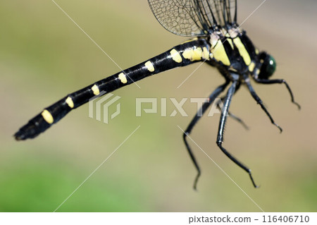 Small dragonfly close up early July 116406710