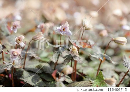 Early spring flower: Anemone ulmoides 116406745