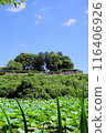 Lotus flowers in the southern moat of Sasayama Castle ruins, early July 116406926