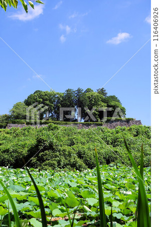 七月初，筱山城遺址南護城河上的蓮花 116406926
