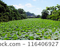 Lotus flowers in the southern moat of Sasayama Castle ruins, early July 116406927