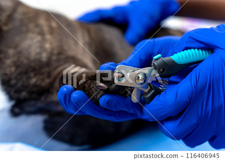 Veterinarians cutting claws to a dog in a veterinary clinic 116406945