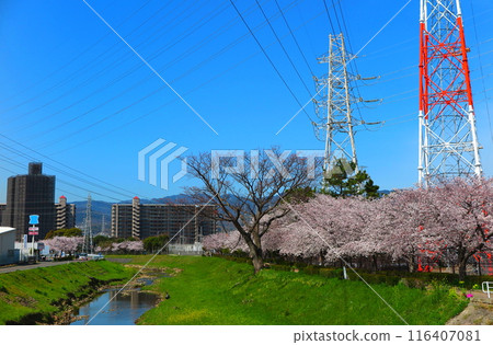 櫻花盛開的河畔長廊,高壓電線伸向藍天 櫻花盛開的河畔長廊,高壓電線伸向藍天 116407081