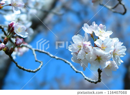 枝尖的一簇櫻花（藍天背景模糊） 116407088