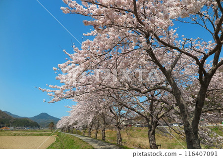 Cherry trees in full bloom line the stream in Satoyama 116407091
