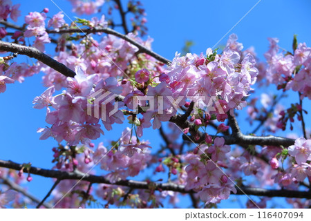 Cherry blossoms in full bloom (dark pink variety) against a blue sky Cherry blossoms in full bloom (dark pink variety) against a blue sky 116407094