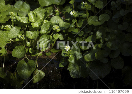 Wasabi flower 116407099