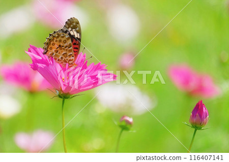 The season when autumn cherry blossoms bloom The season when autumn cherry blossoms bloom 116407141