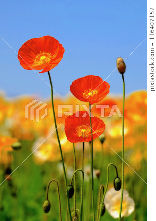 秋季櫻花盛開的季節 秋季櫻花盛開的季節 116407152