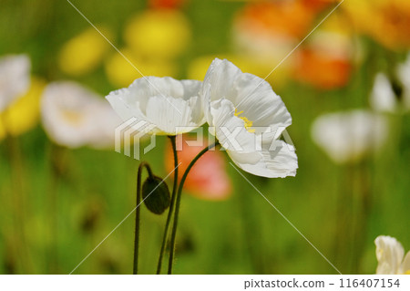 秋季櫻花盛開的季節 116407154