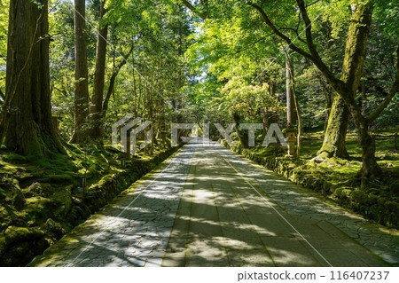 A scene of the moss-covered approach to the shrine, enveloped in silence 116407237