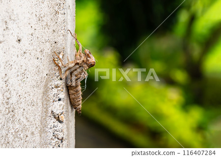 The shell of a newly hatched dragonfly after it has flown away 116407284