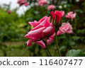 A rose and a pink rosebud blooming with raindrops 116407477