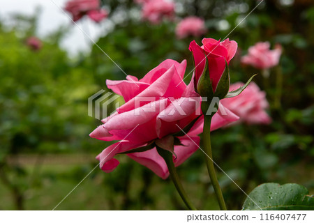 A rose and a pink rosebud blooming with raindrops A rose and a pink rosebud blooming with raindrops 116407477