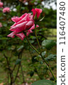 Rose in the garden 116407480