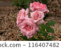 Pink roses blooming with raindrops 116407482