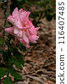 Pink rose full bloom in the garden 116407485