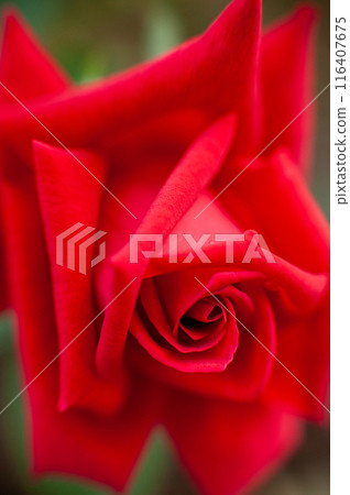 Red rose close-up 1 116407675
