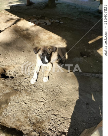 the dog is playing in the sand 116407823