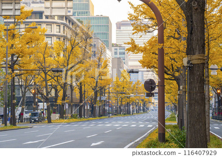 Autumn in Osaka: Rows of ginkgo trees with yellow leaves on Midosuji Street Autumn in Osaka: Rows of ginkgo trees with yellow leaves on Midosuji Street 116407929