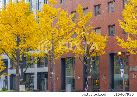 大阪的秋天：禦堂筋街上一排排黃葉的銀杏樹 116407930