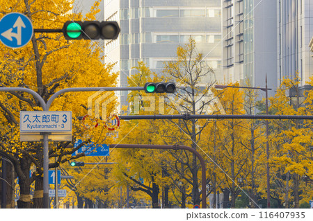 Autumn in Osaka: Rows of ginkgo trees with yellow leaves on Midosuji Street 116407935
