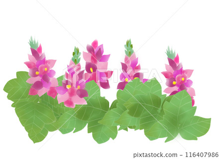 Kudzu flower card 1 Kudzu flower card 1 116407986