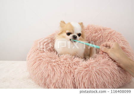 Riku the Chihuahua brushes his teeth in his pink bed Riku the Chihuahua brushes his teeth in his pink bed 116408099