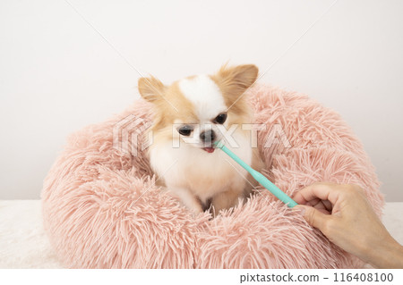 Riku the Chihuahua brushes his teeth in his pink bed Riku the Chihuahua brushes his teeth in his pink bed 116408100