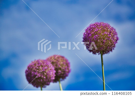 Early summer flowers Early summer flowers 116408105