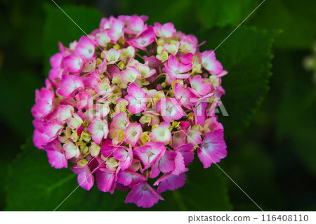 初夏的花朵 初夏的花朵 116408110