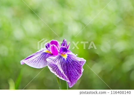 Early summer flowers 116408140