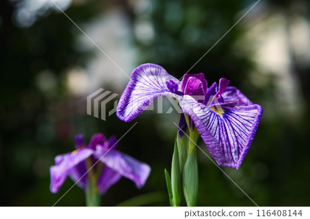 Early summer flowers 116408144