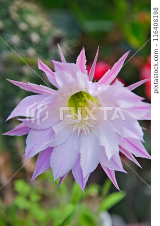 Early summer flowers 116408198