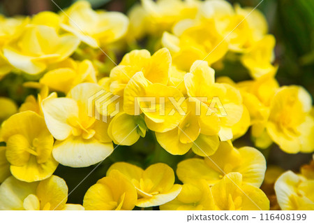 Early summer flowers 116408199