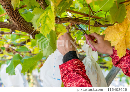 Shine Muscat harvest season Shine Muscat harvest season 116408626