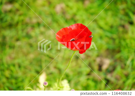 Red Poppy flower Close up Red Poppy flower Close up 116408632