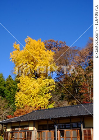 里山的藍天和黃色的銀杏葉 [相模原市築井市 12 月] 116408716