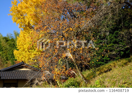 里山的柿子和銀杏黃葉 [相模原市築井市 12月] 116408719