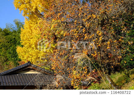 里山的柿子和銀杏黃葉 [相模原市築井市 12月] 116408722