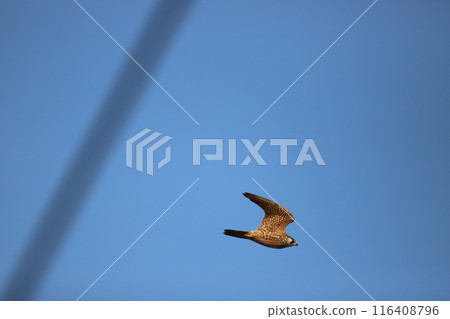 Kestrel flying in the sky 116408796