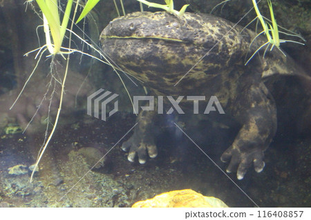 Giant salamander lurking in the water Giant salamander lurking in the water 116408857