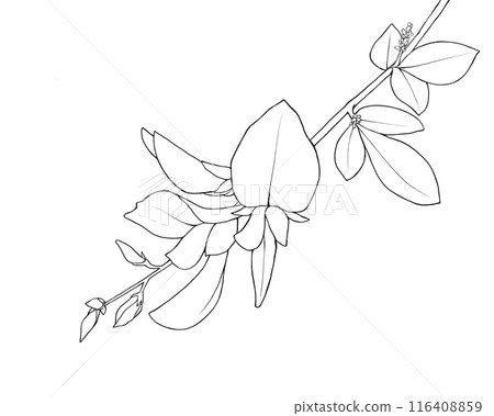 Line drawing illustration of bush clover flower Line drawing illustration of bush clover flower 116408859